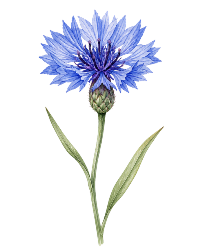 Fiordaliso